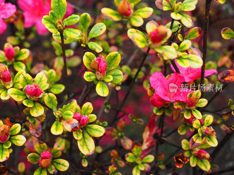 杜鹃花(Rhododendron pentanthera)在早春萌芽